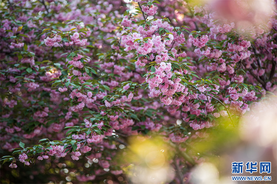 4月12日,河南省济源市思礼镇万阳湖畔的樱花。