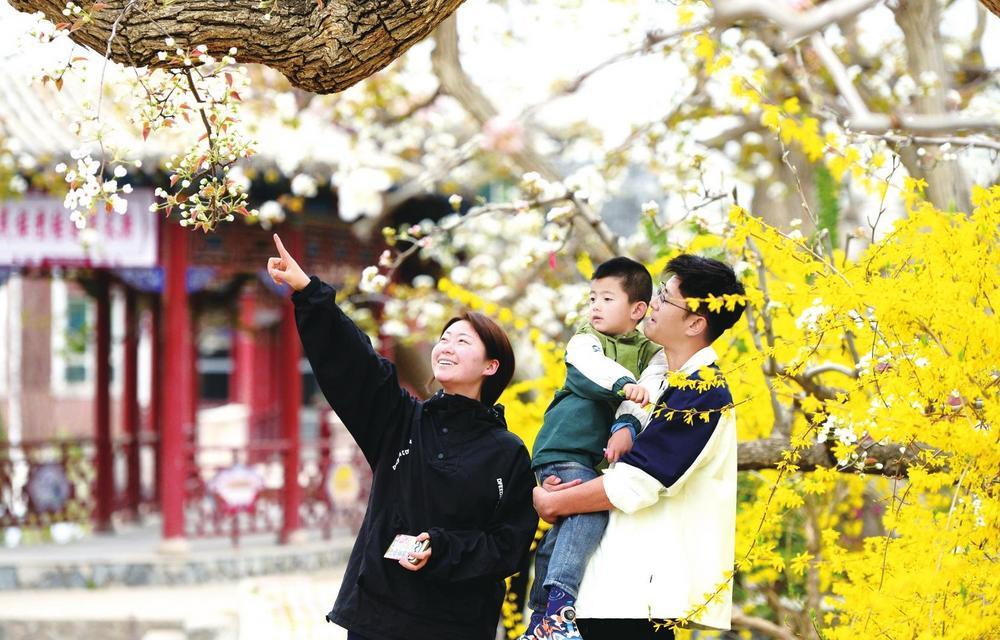◀皋兰县什川镇的万亩梨园里梨花绽放，吸引游客前来观赏。