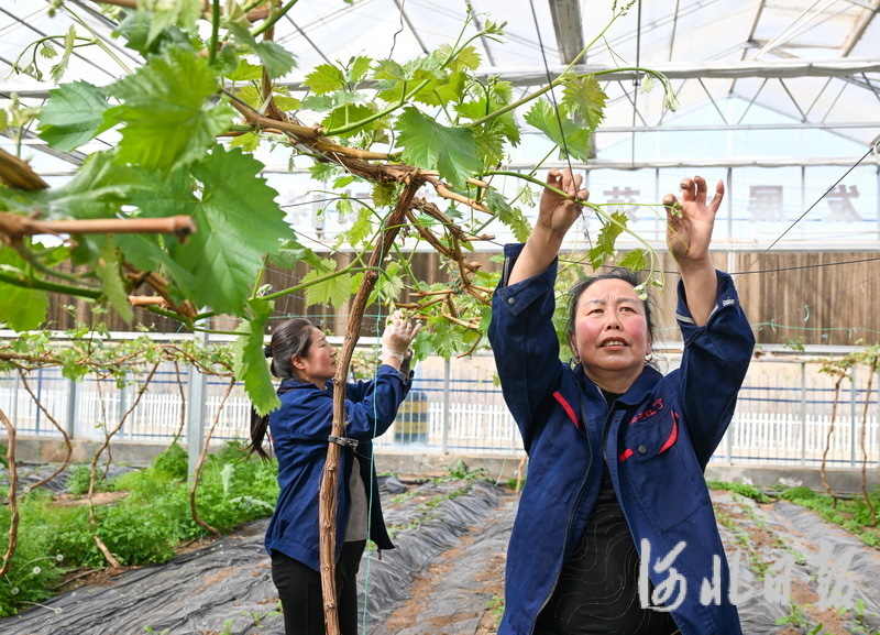 4月18日，村民在张家口市桥东区元子河村智慧农场的大棚内管理葡萄。