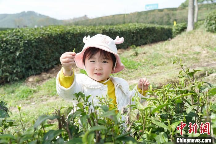 孩童在陕西西乡体验采摘春茶。　段成鹏供图