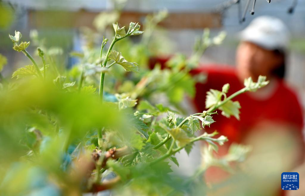 4月17日，河北省晋州市马于镇一家葡萄种植专业合作社的社员在大棚内给葡萄藤掐蔓。 新华社记者杨世尧摄