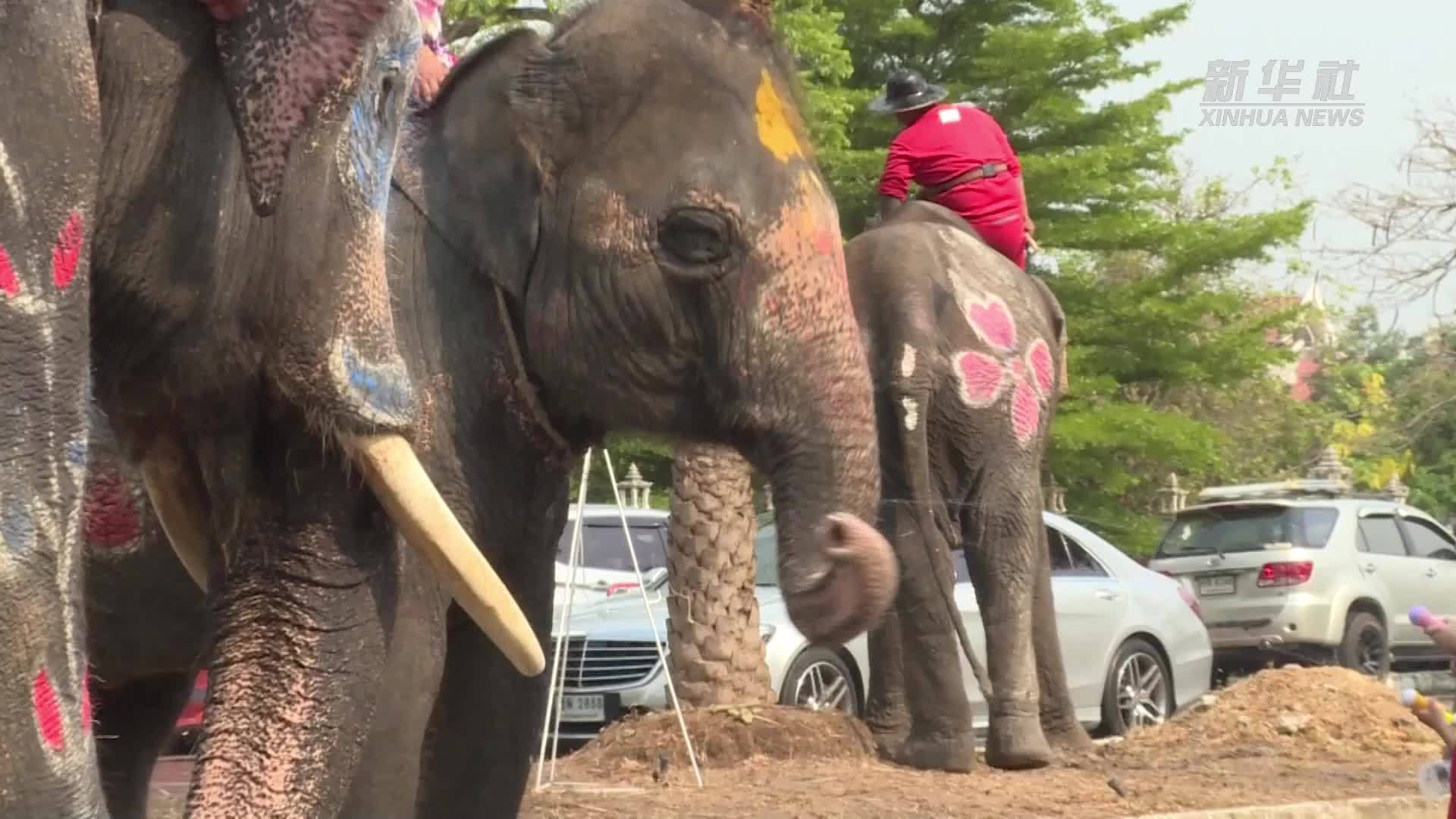 泰国泼水节:大象戏水 民众欢腾