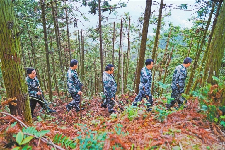 护林员在五峰林场内巡护。