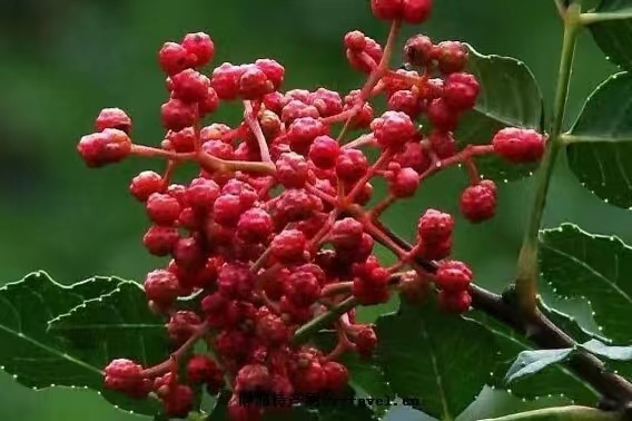 产值百亿!500万亩甘肃花椒香飘全国