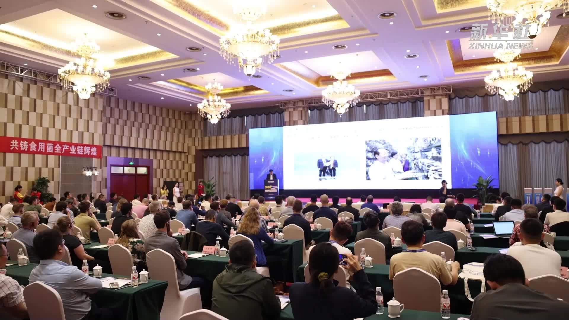 “新河金耳”亮相2024食用菌全产业链跨境创新发展大会