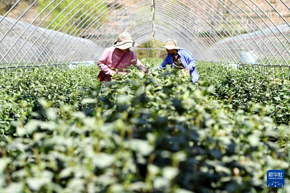 4月16日,河北省灵寿县南营乡东寺岭村农民在茶园里采茶。