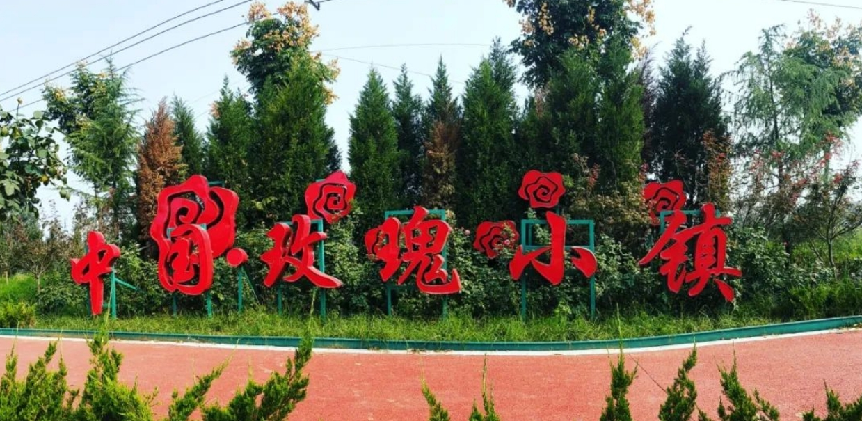 全国唯一一个以玫瑰命名的建制镇 图片来源：平阴县玫瑰镇人民政府