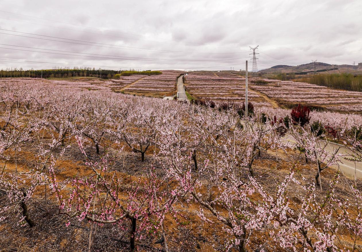 战家沟桃花盛开,山野间成为花海。 郭宝安 摄