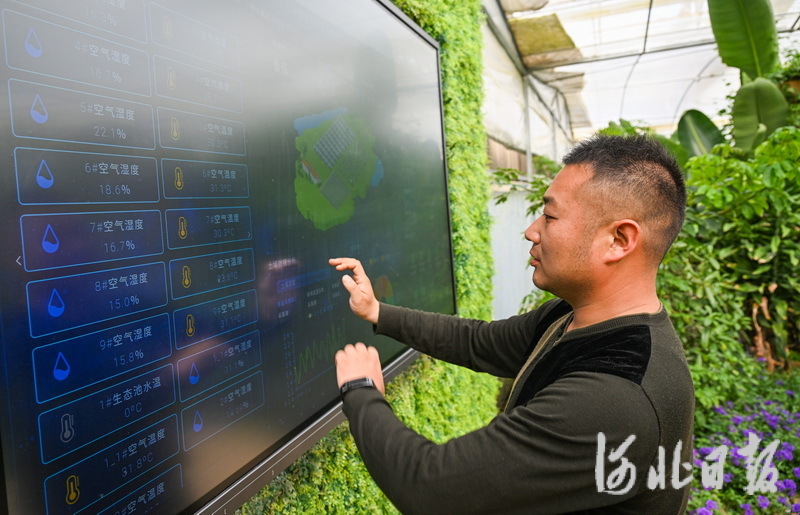 4月18日，工作人员通过数字农业后台大屏幕查看采摘大棚的温湿度。