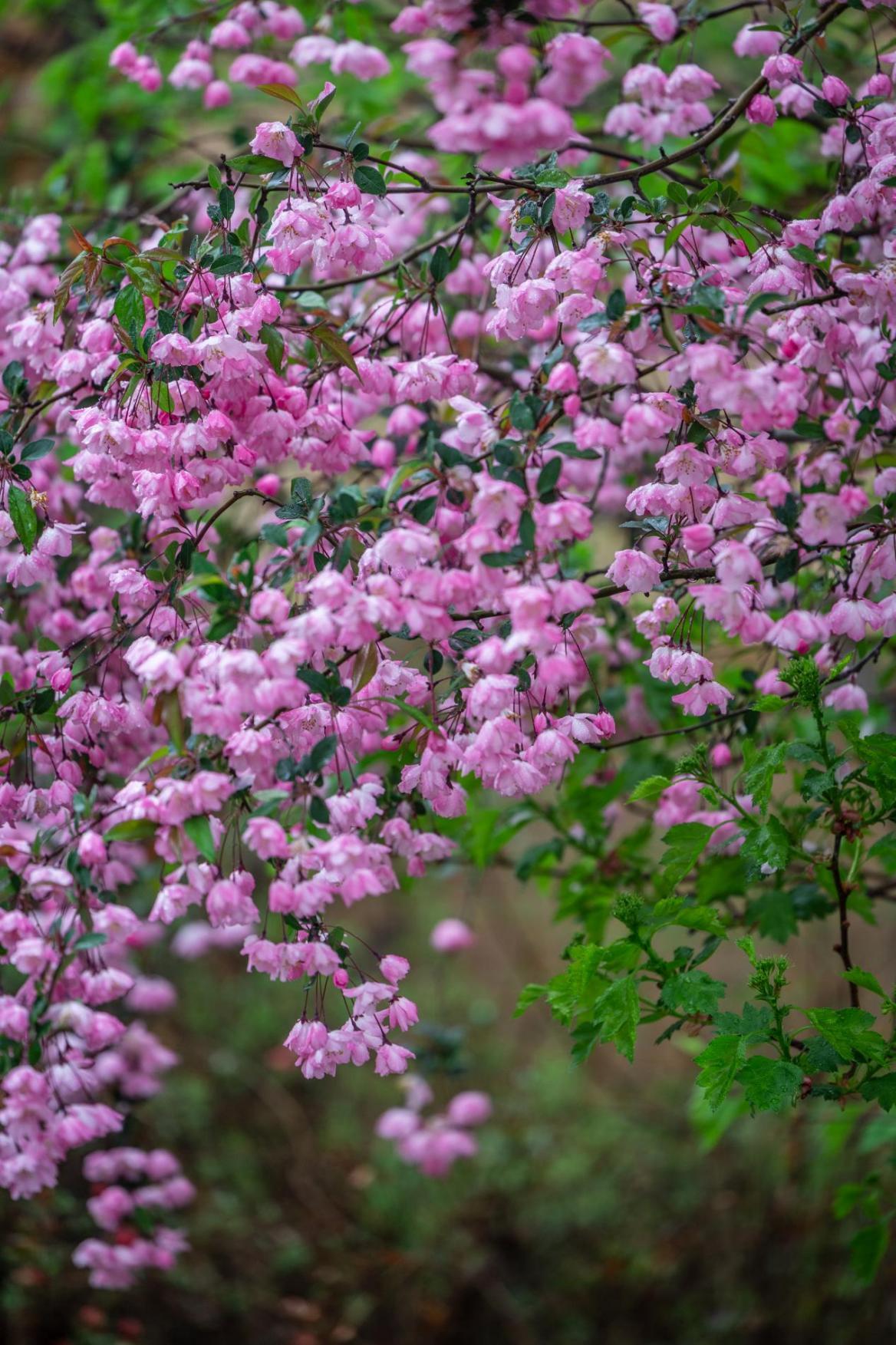 垂丝海棠大片盛开,像小灯笼般挂在枝头。李冰 摄