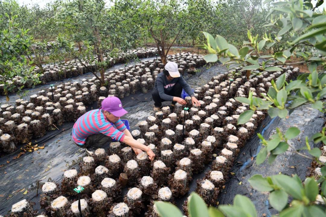 塘坪村油茶标准化示范基地里油茶和木耳套种。