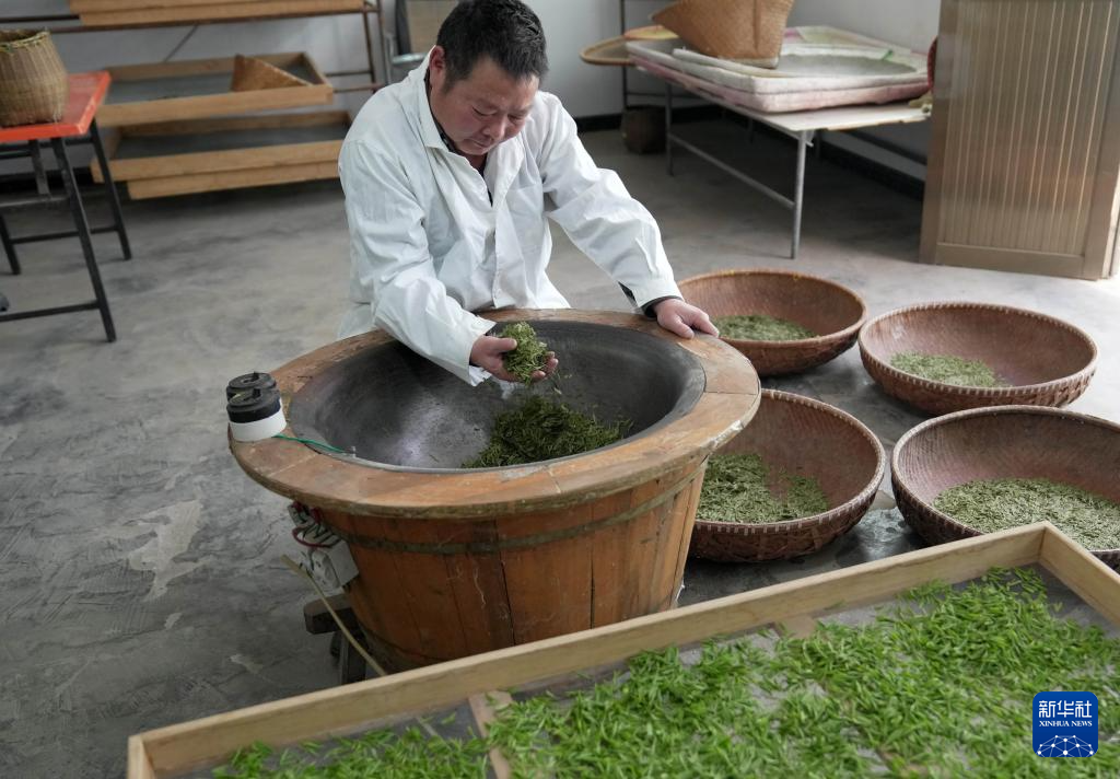 4月16日,河北省灵寿县南营乡漫山村展翼茶叶专业合作社的制茶师在炒制太行龙井茶。