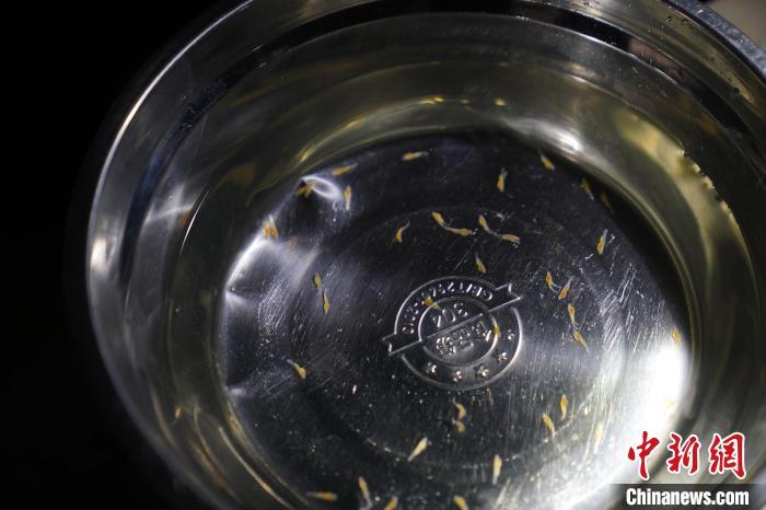 云南西双版纳保育澜湄流域珍稀土著鱼类