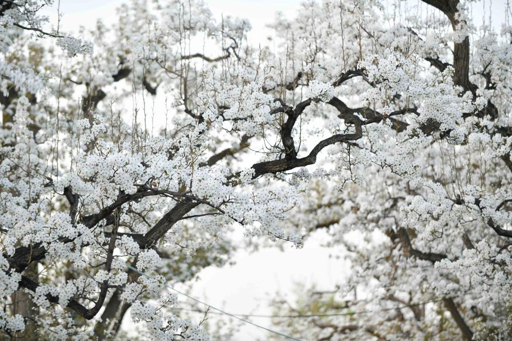 这是4月10日在皋兰县什川镇古梨园拍摄的梨花