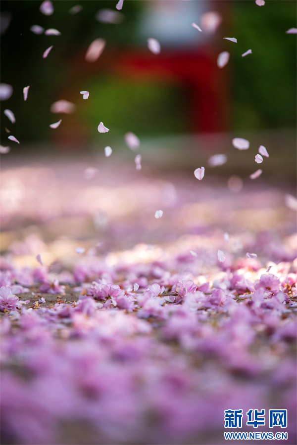 4月12日,河南省济源市思礼镇万阳湖畔,飘落的樱花。