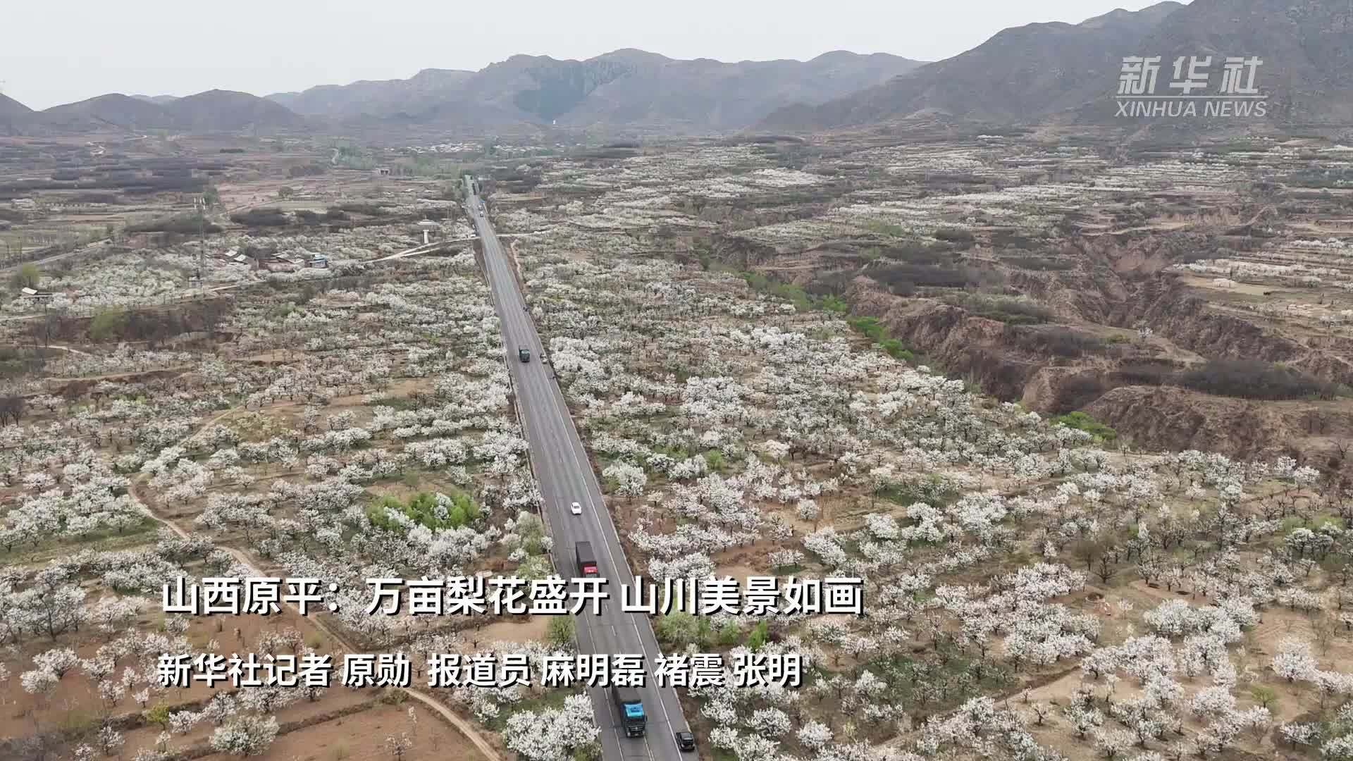 山西原平：万亩梨花盛开 山川美景如画