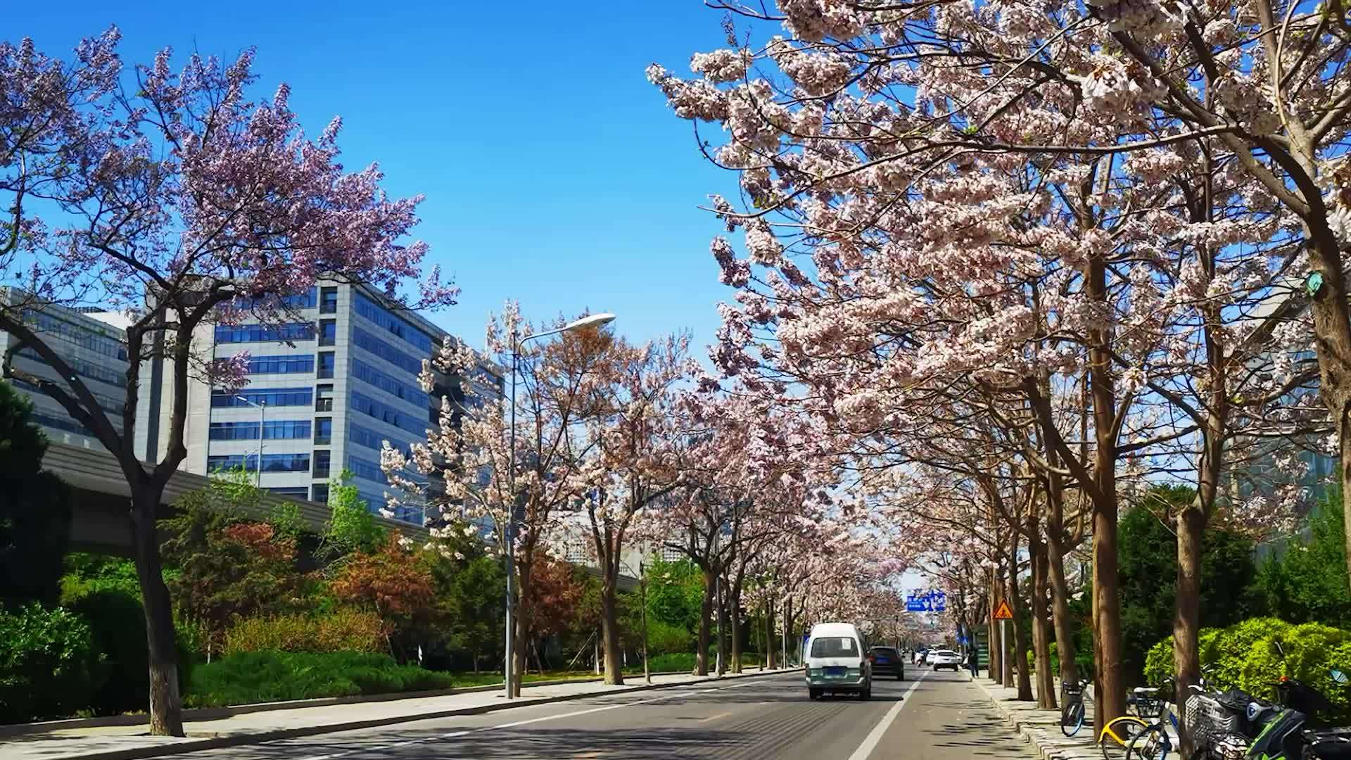 北京迎高颜值好天气 网红“泡桐大道”美如画