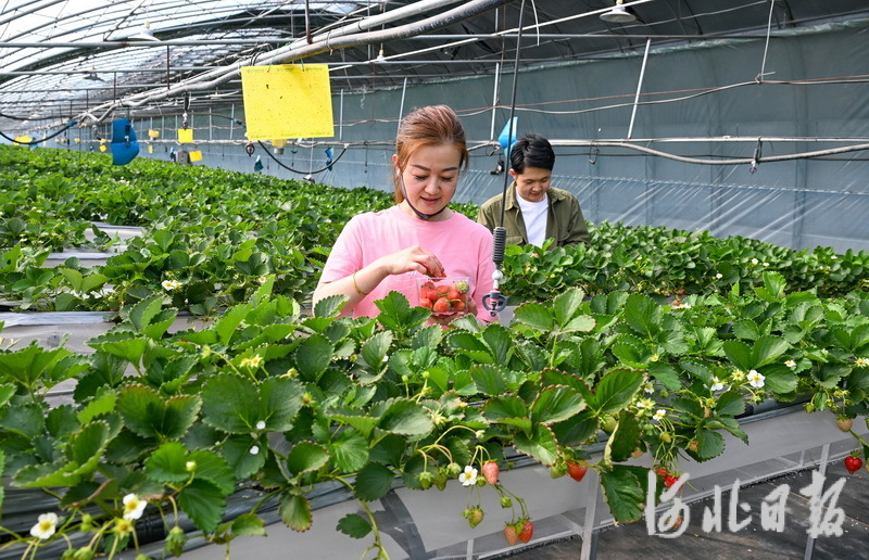 4月18日，游客在张家口市桥东区元子河村智慧农场的大棚内采摘草莓。