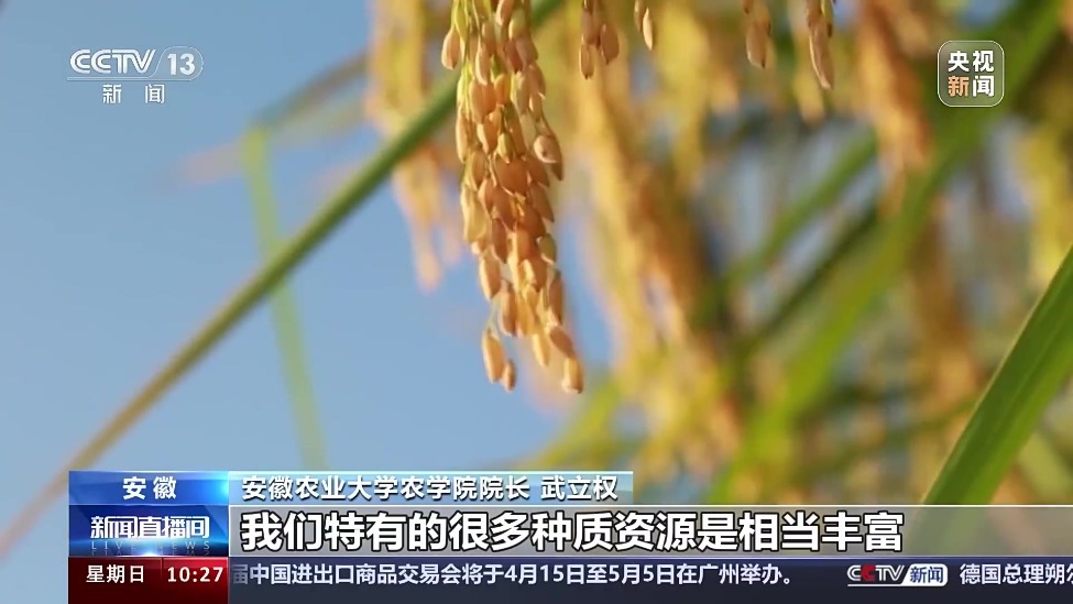 国家安全机关 斩断窃取我稻种及制种技术的境外“黑手”