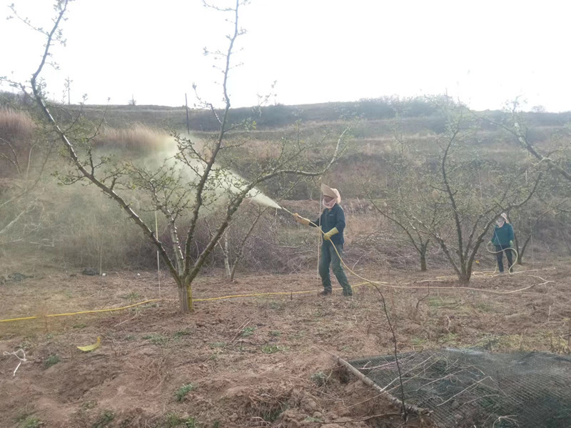 产值百亿!500万亩甘肃花椒香飘全国