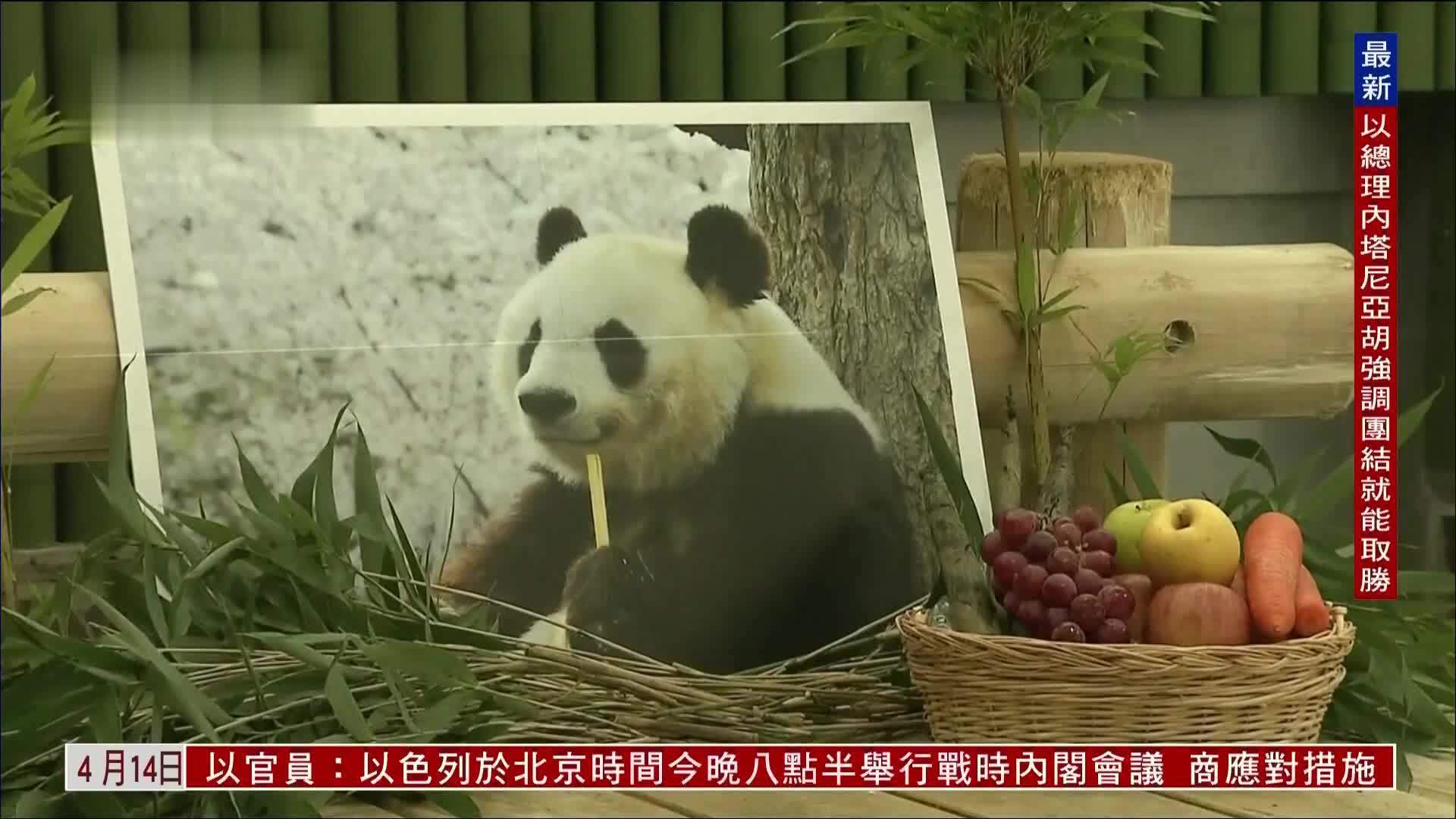 日本动物园将为大熊猫爽爽举行追悼仪式