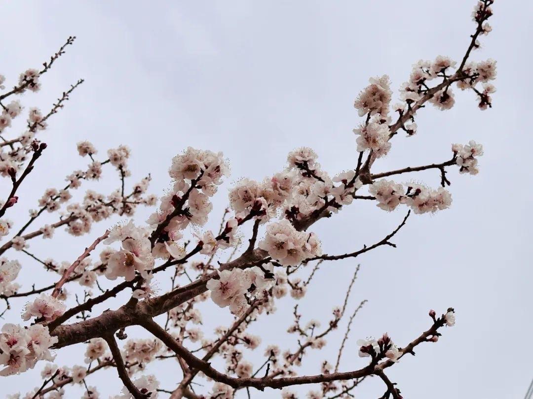 杏花盛开