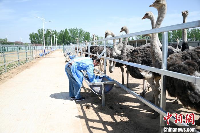饲养员在留早镇鸵鸟育苗(养殖)基地给鸵鸟喂食。　薛宁 摄