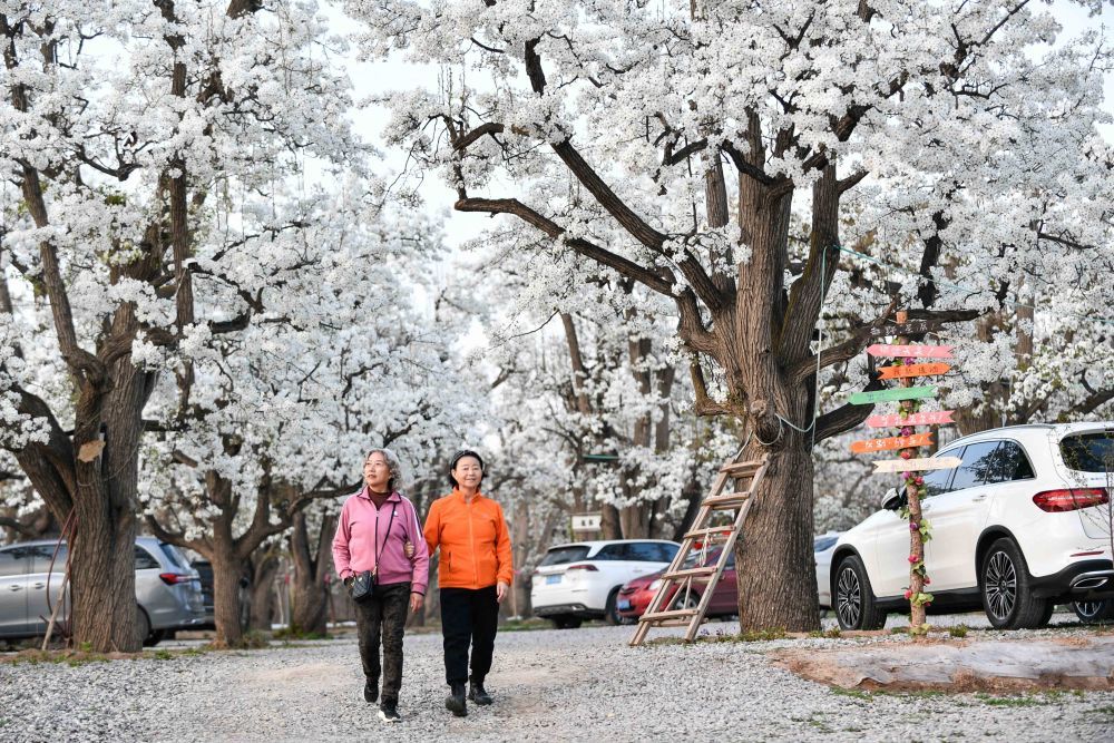 4月10日，游客在皋兰县什川镇古梨园赏花。