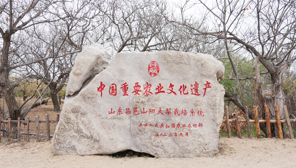 2023年“山东昌邑山阳大梨栽培系统”被认定为中国重要农业文化遗产 凤凰网新三农 孙述祯 摄