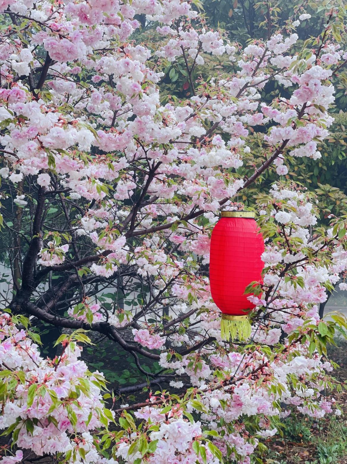 粉色樱花在雨中摇动,与雨水一起洒落在肩头。辛崇志 摄