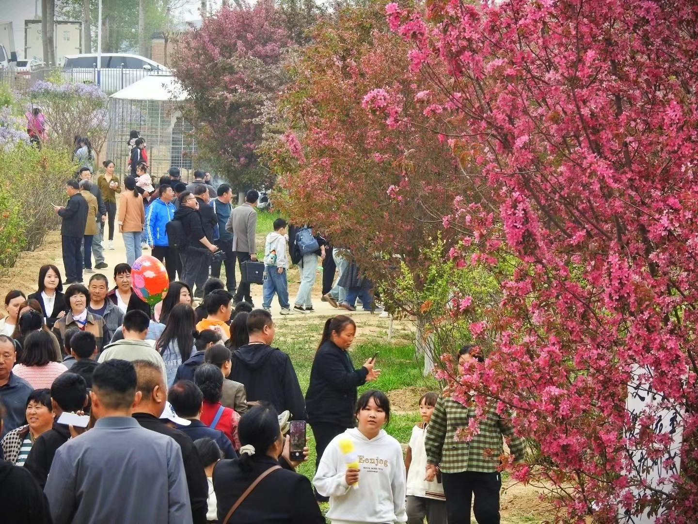 河北定州:以花为媒 促进文旅产业发展