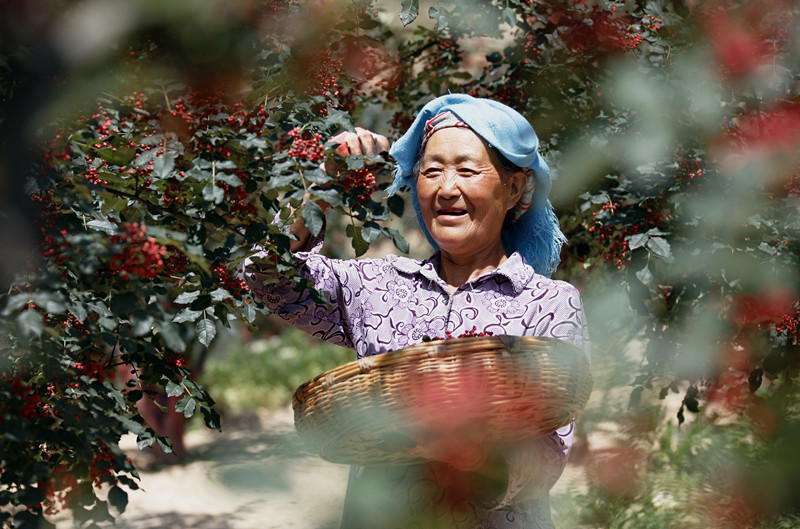 产值百亿!500万亩甘肃花椒香飘全国