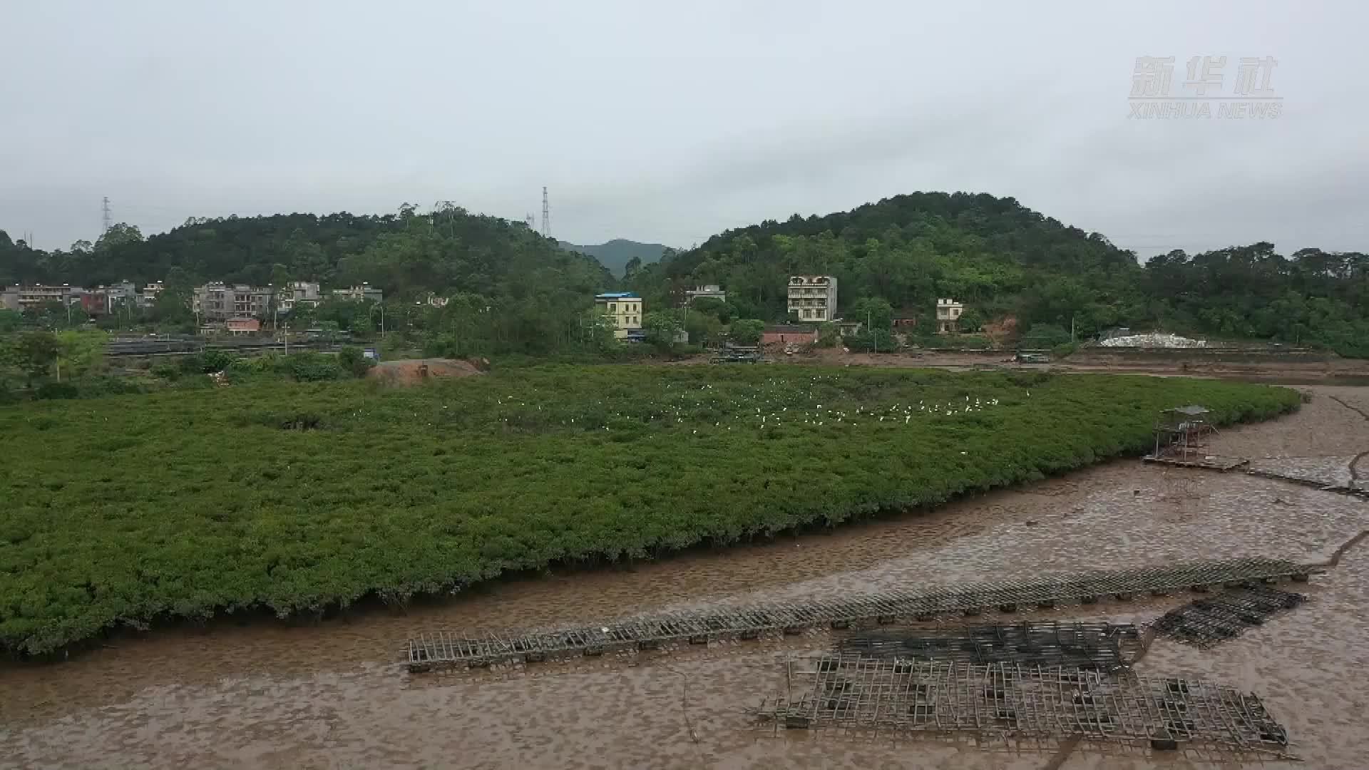 广西防城港红树林上白鹭飞