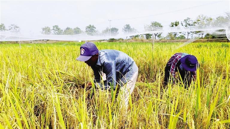 省水利科学院在柬埔寨的农业节水灌溉试验