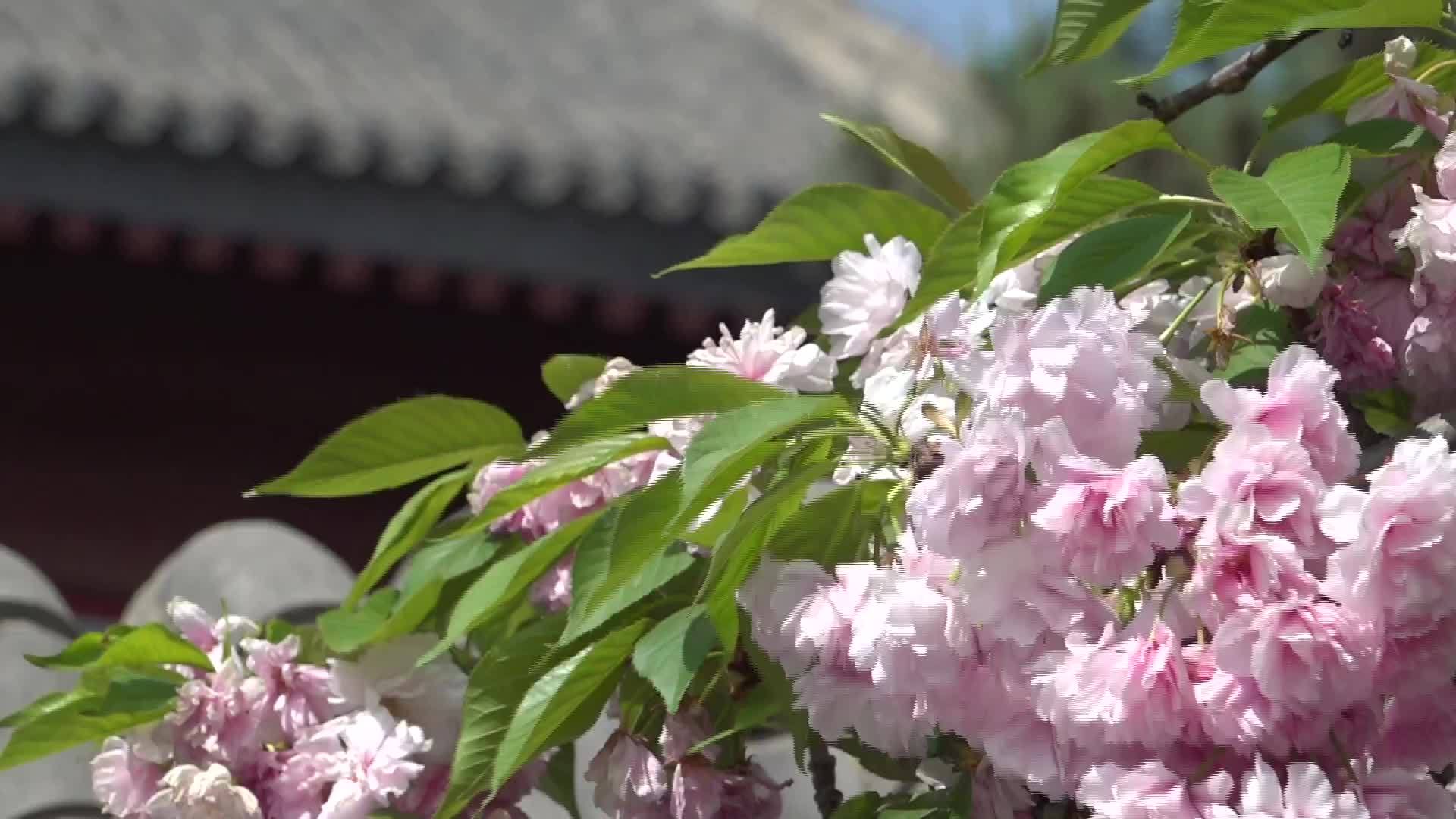 花瓣雨飘落，太美了，距离天安门最近的村庄像花园