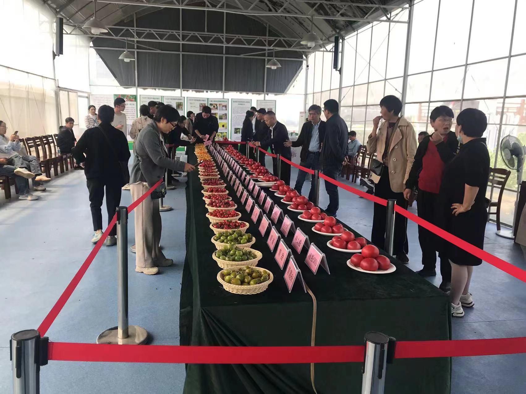 90个样品激烈角逐！第七届宁波精品番茄推选活动成功举办