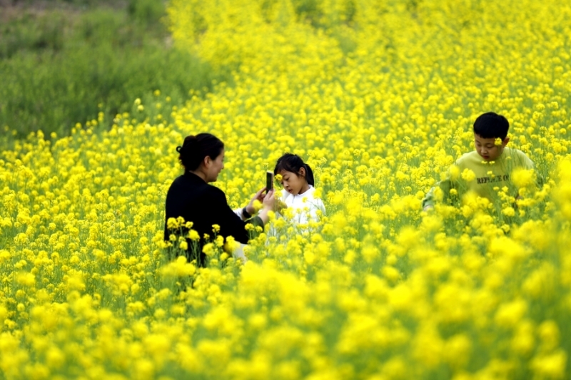 莒县河东的油菜花成片开放,闪耀着金灿灿的光芒。 辛崇志 摄