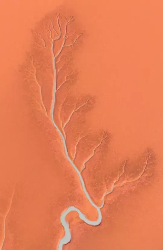 // 黄河入海口潮汐树　摄影：焦搏