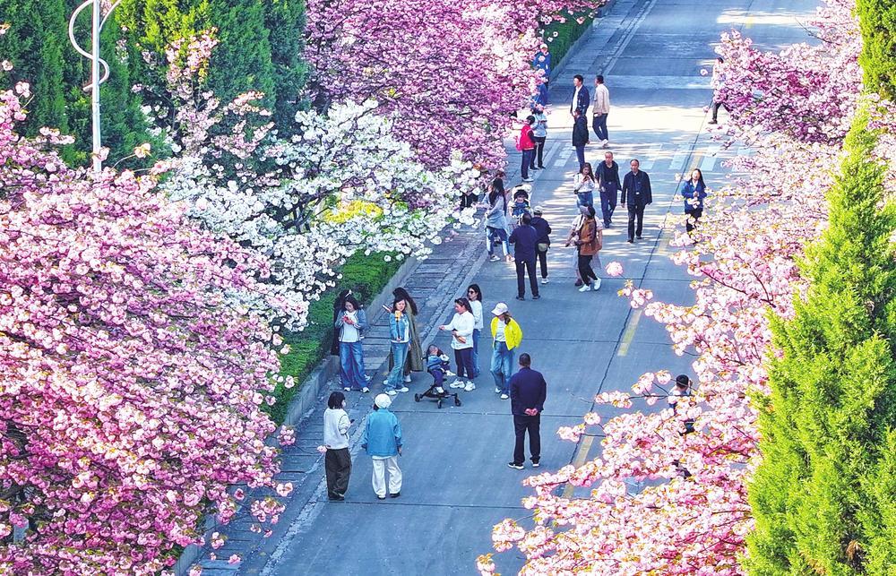 徽县金徽生态酿酒园内各种樱花争奇斗艳，吸引众多游客赏玩。