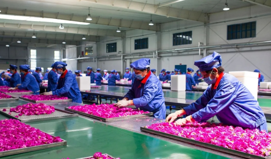 玫瑰产业链、价值链不断向高端延伸。图片来源：平阴县玫瑰镇人民政府