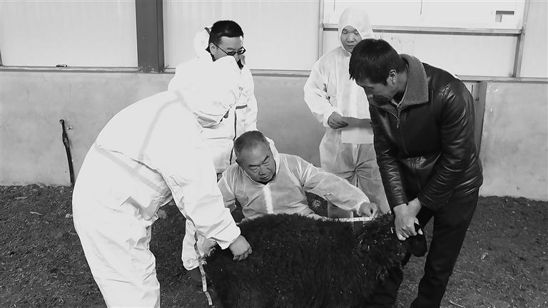 郎侠团队正在为黑裘皮羊做体检