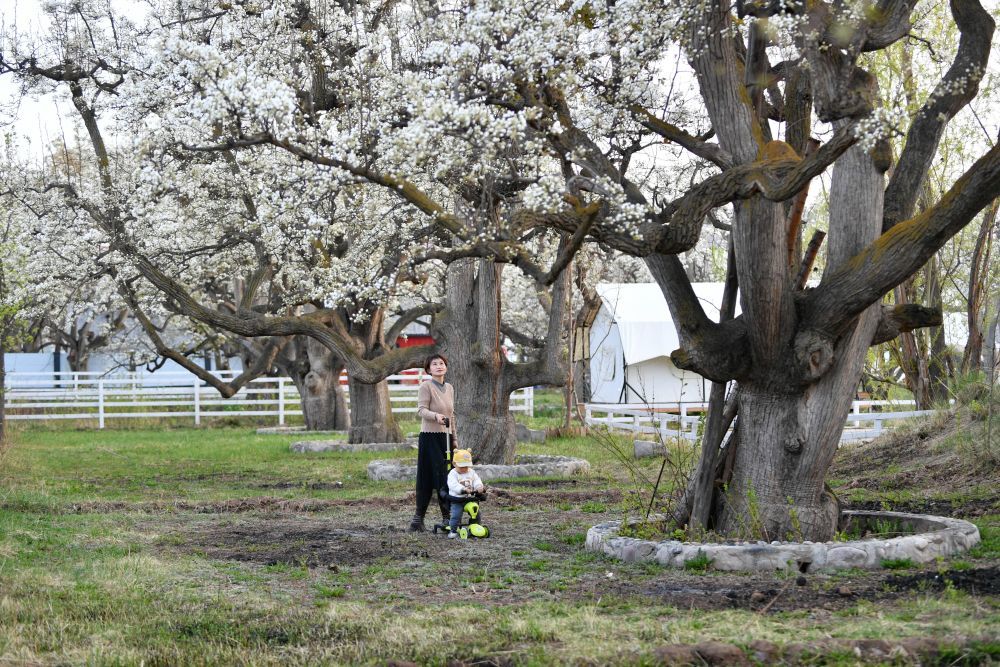 4月10日，游客在皋兰县什川镇古梨园赏花。