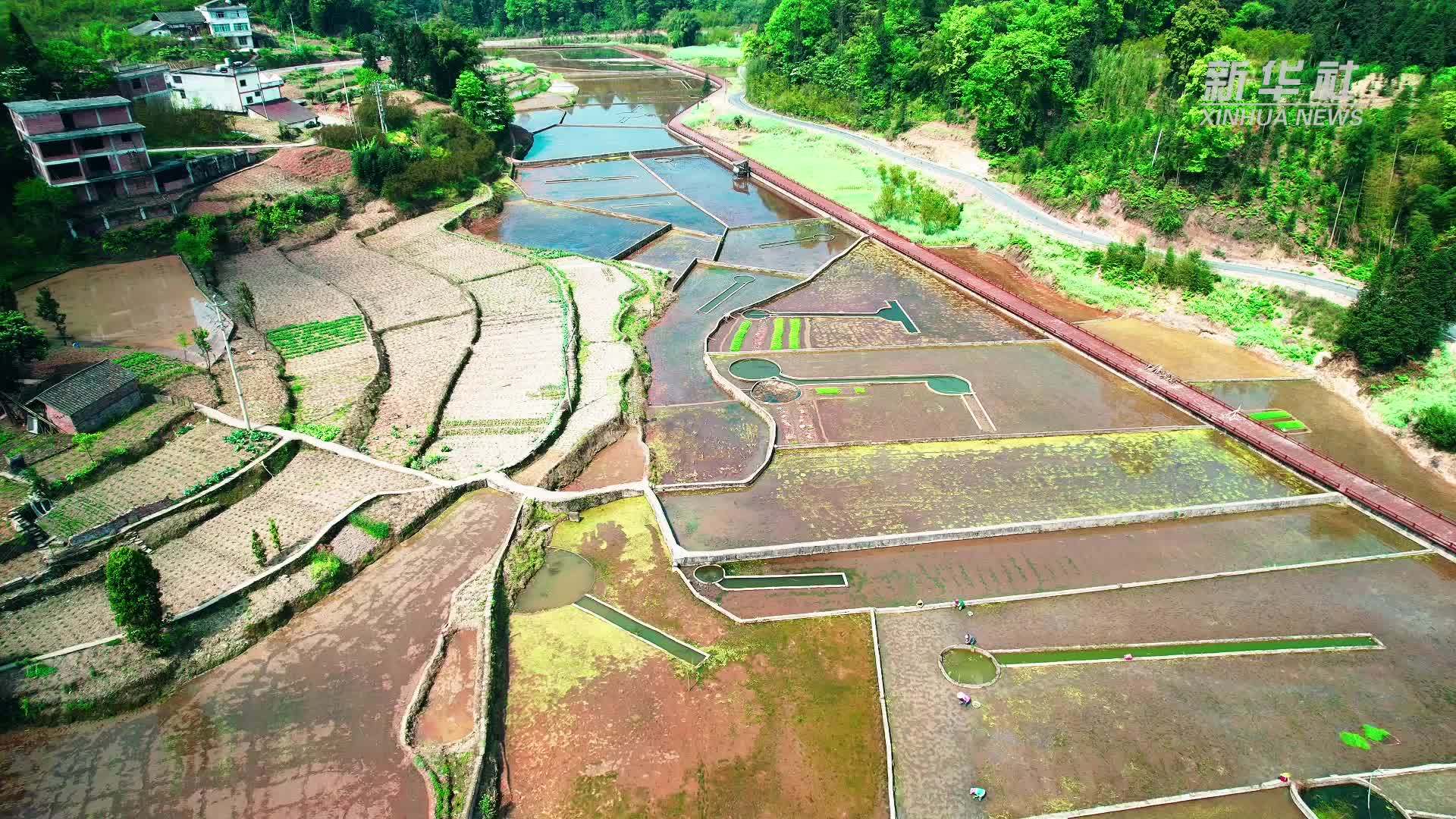 云南盐津：谷雨之前忙插秧 沃野良田披绿装