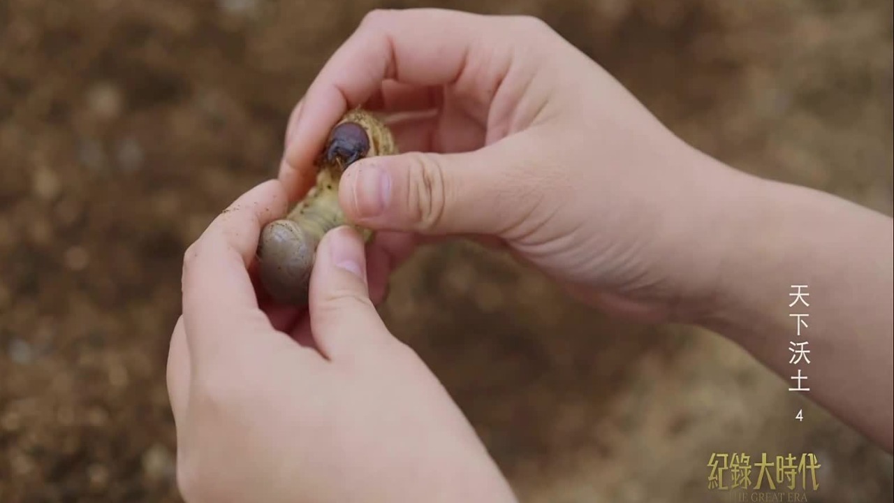 以虫治虫？科研人员用生物防治的方式种出更安全的食品