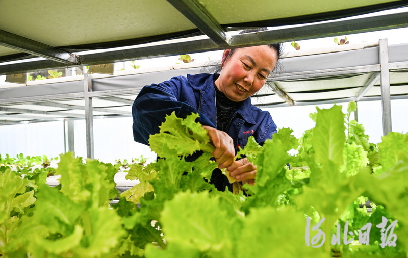 4月18日，村民在张家口市桥东区元子河村智慧农场的大棚内采摘水培蔬菜。