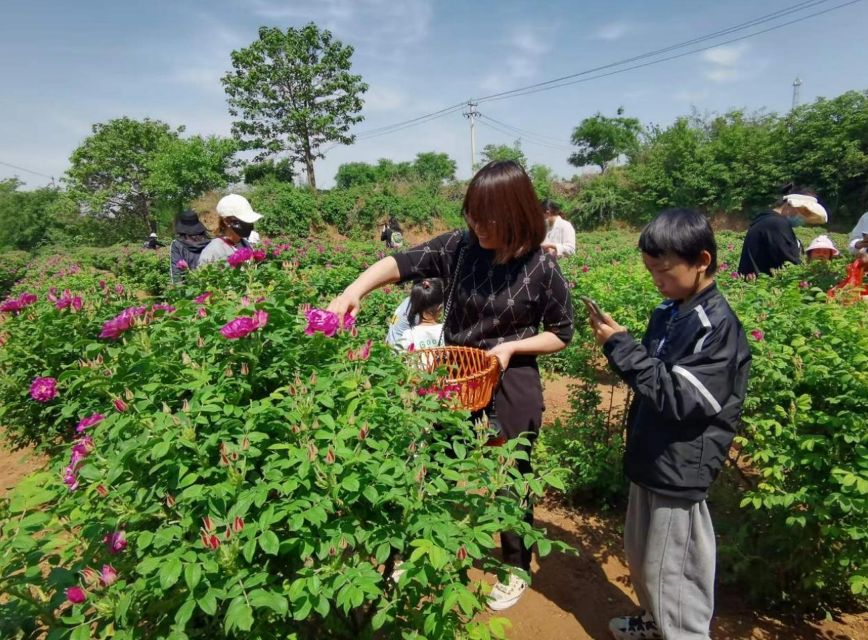 游客体验采摘玫瑰花 图片来源：平阴县委宣传部