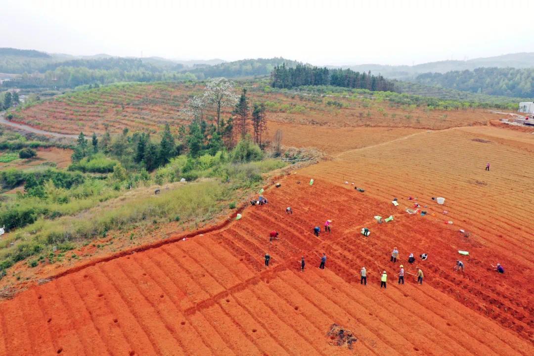 塘坪村村民们按照“标准”种植和管护油茶。