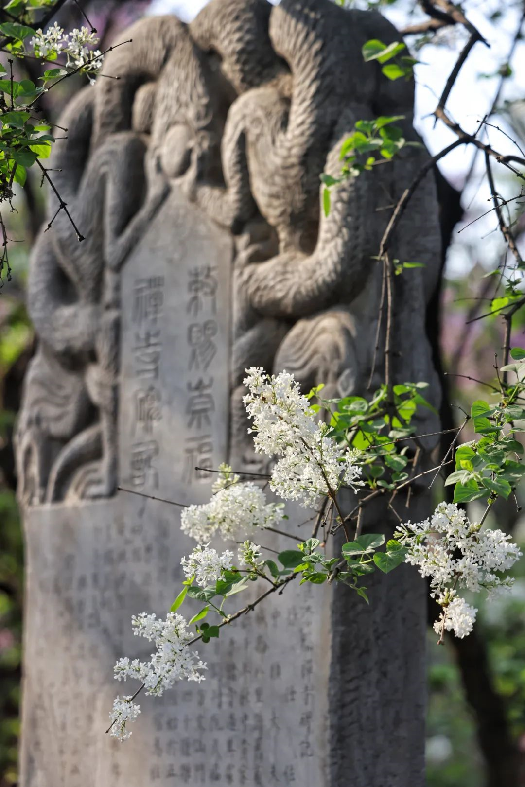 丁香诗会丨在西城，遇见传承百年诗情与花香