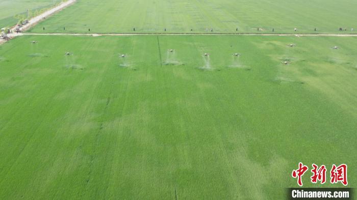 (无人机照片)倪志浩 摄4月26日,在河北省衡水市景县一种植农民专业