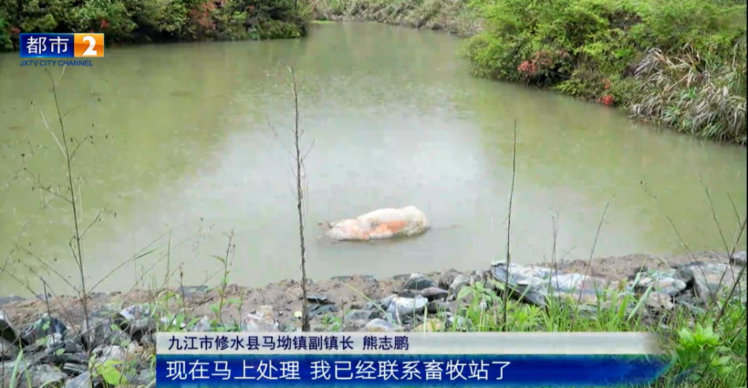 修水县马坳镇一池塘有死猪漂浮快4个月了 恶臭难闻无人处理